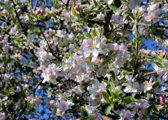 Amazing blossoming branches apple-tree