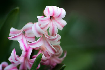 pink and white hyacinthus flower macro spring garden
