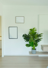 Minimalist interior design of a room with indoor plant with green leaves.