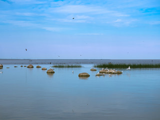 Sea birds take off from the shor. A flock of birds on the shore of a reservoir.