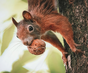 Eichhörnchen mit Nuss im Maul