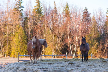 Three large brown horses standing in pen during a spring morning, with mixed trees in the golden hour light in soft focus background, Saint-Augustin-de-Desmaures, Qu&eacute;bec, Canada