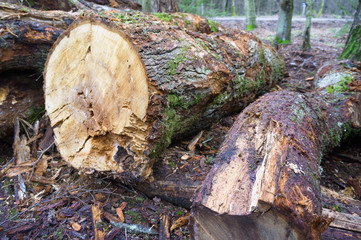 Cutting down trees. Logging. Trunks of felled trees. Deforestation.