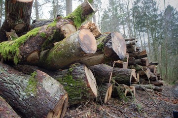 Obraz premium Cutting down trees. Logging. Trunks of felled trees. Deforestation.