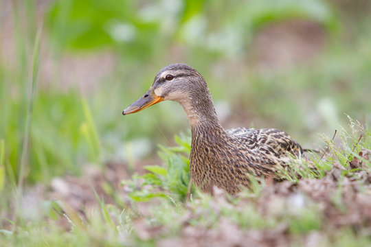 Duck female among the vegetation.
