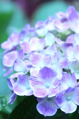 紫陽花