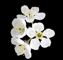 cherry blossom isolated on a black background