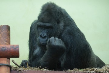 one big black gorilla monkey sits and looks in the aviary on a green background