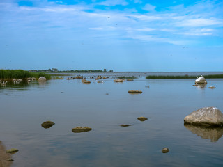 Sea birds take off from the shore. A flock of birds on the shore of a reservoir.
