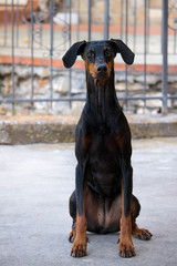 Dobermann