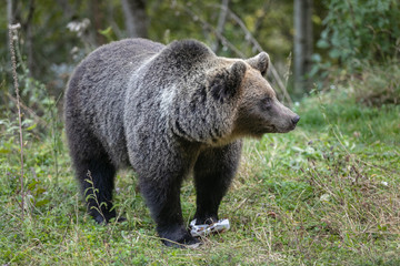 Fototapeta na wymiar brown bear eating garbage in forest human food plastic waste