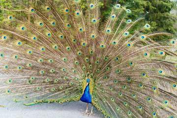 Obraz premium Peacock tail view. Peacock. Peacock tail colorful