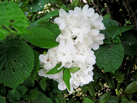 Doublefile Viburnum Flower