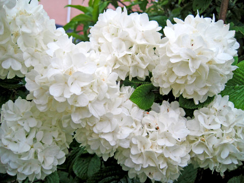 Doublefile Viburnum Flower