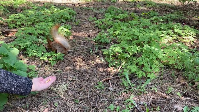 Woman trying to feed squirrel in forest. Squirrel jumping on ground to the hand with nuts and running away. Timid animal afraid to take food.