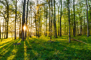 wald, herbst, natur, baum, baum, landschaft, fall, sonne, park, holz, blatt, green, bahn, laub, gelb, road, jahreszeit, blatt, licht, holz, sonnenlicht, wald, abendrot, schönheit, orange
