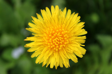 Closeup photo of isolated blooming dandelion
