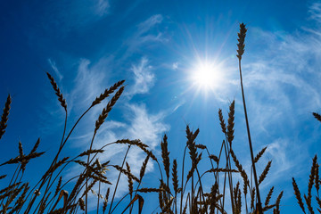 Ripe ears of wheat against the blue sky