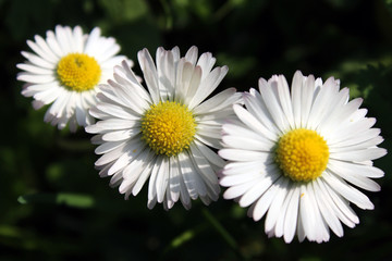 Fototapeta premium Three blooming daisy flowers