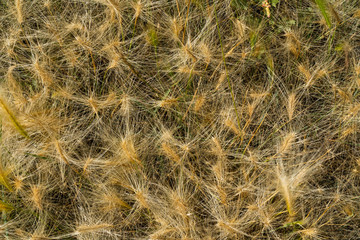 Fluffy grass growing in the steppe