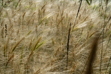 Fluffy grass growing in the steppe