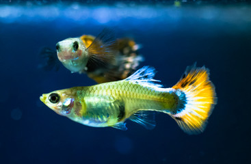 Fototapeta premium Guppy fish in aquarium
