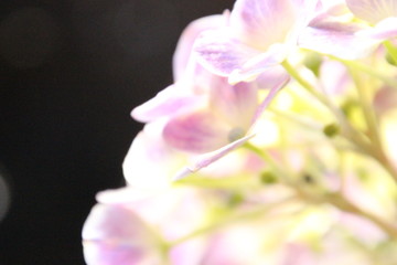 Fototapeta premium あじさい