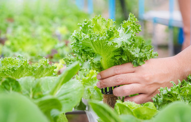 Hydroponics vegetable farm, Farmer harvest hydroponics vegetable in farms morning, Thailand.