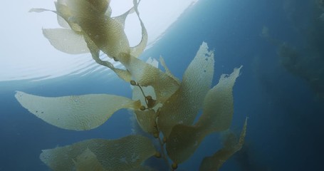 Norris top snail near apical end of kelp.