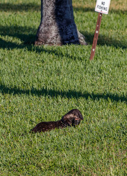 River Otter in South Florida Lakes