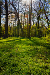 Park, nature, the sun shines through the trees.