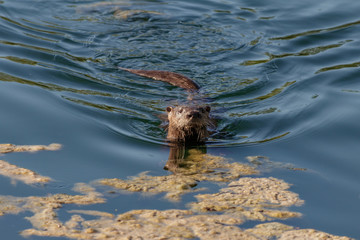 River Otter in South Florida Lakes
