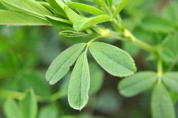 In the spring field young alfalfa grows
