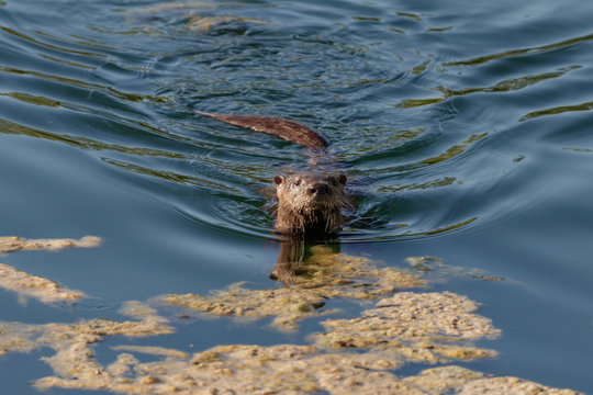 River Otter in South Florida Lakes