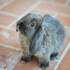 Portrait of an adorable gray baby bunny or rabbit on domestic background.