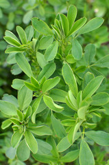 In the spring field young alfalfa grows