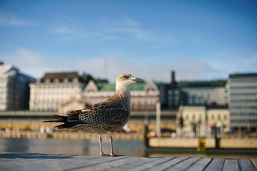 Morning. Gull in the port Helsinki.