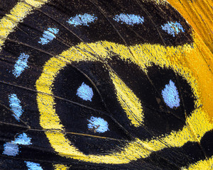 Closeup of a yellow orange callicore cynosura butterfly wing © gnagel