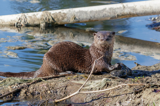 River Otter in South Florida Lakes