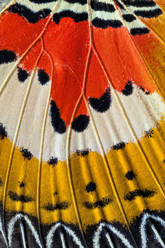 Fototapeta Closeup of an Indonesian cethosia hypsea butterfly wing