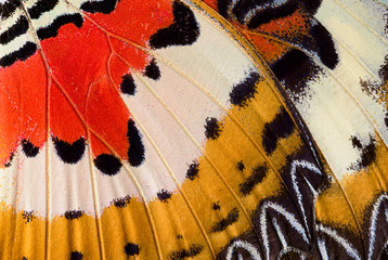Closeup of an Indonesian cethosia hypsea butterfly wing - obrazy, fototapety, plakaty