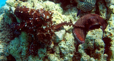 Octopuses are mating on coral reef in Red Sea, Eilat, Israel