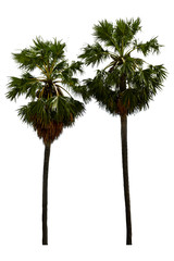 Washington Palm Tree isolated on white background with a high resolution suitable for graphic. with clipping path