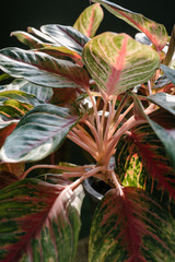 red aglaonema leaves on dark background 