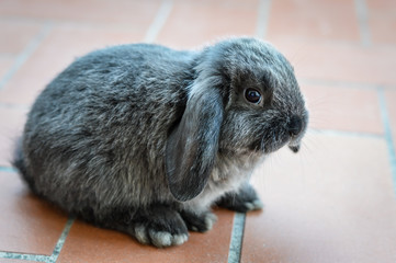 Portrait of an adorable gray baby bunny or rabbit on domestic background.