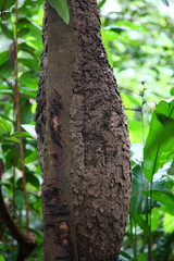 Close-up of giant Ant nest hanging on the tree in Amazon Rainforest, Brazil