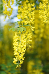  Laburnum, sometimes called golden chain or golden rain, is a genus of two species of small trees in the subfamily Faboideae of the pea family Fabaceae.   