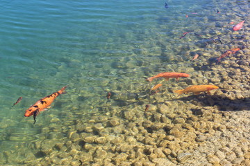 Fish in the water 