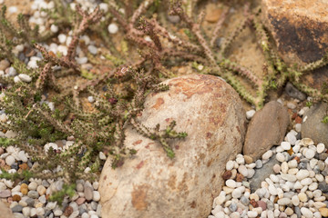 Close-up view of the various plants planted in the park,for the beauty of the spectators,fresh and comfortable,while resting during the day