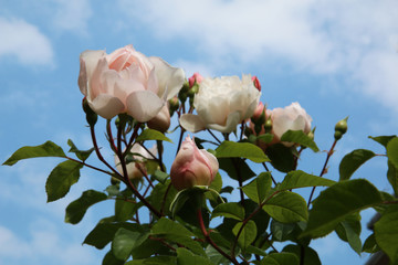 Fioritura in giardino di rose rampicanti di colore rosa sull’azzurro intenso del cielo di maggio